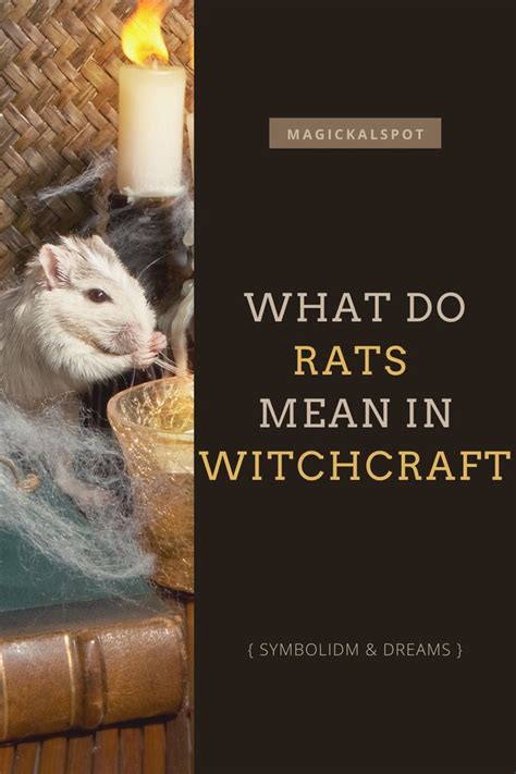 Intention witchcraft rat